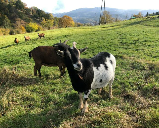 Weidenhof Gernsbach-Staufenberg: Achtsame Lebensräume für Mensch und Tier