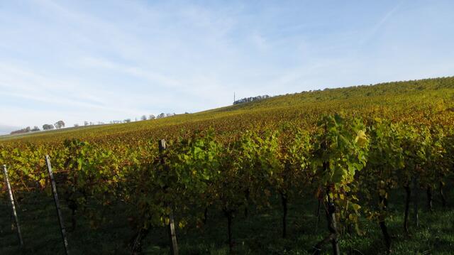 Rebstöcke soweit das Auge reicht