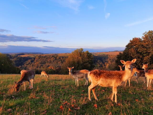 Von der Abendsonne gefärbt: Damwild