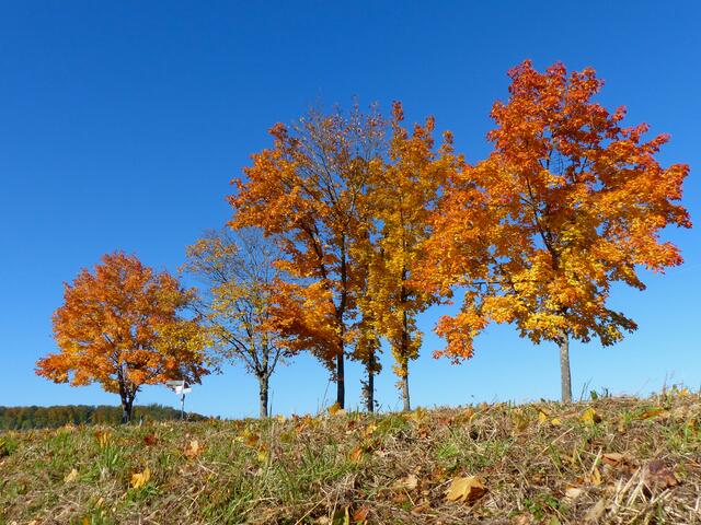 Ahorn im Herbst