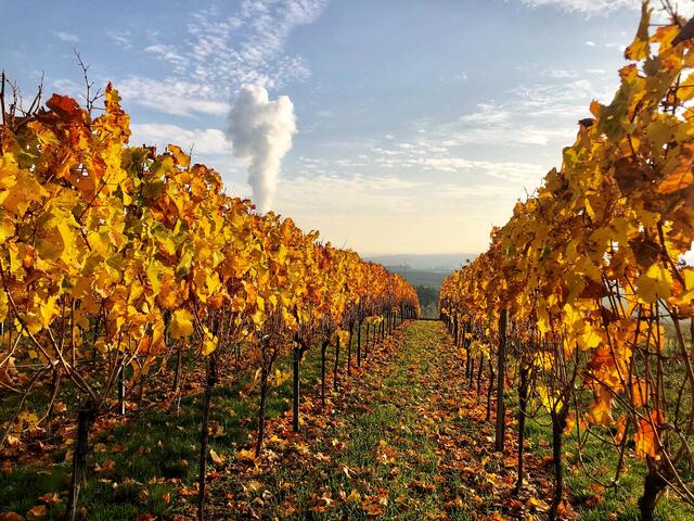 Goldener Herbst im Weinberg