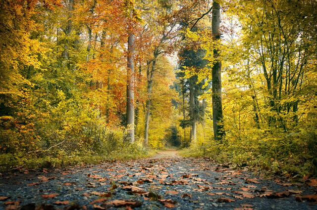 Spaziergang durch den herbstlichen Wald