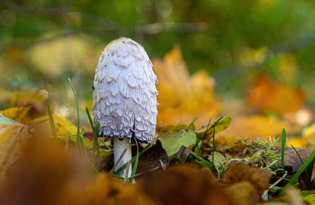Pilz