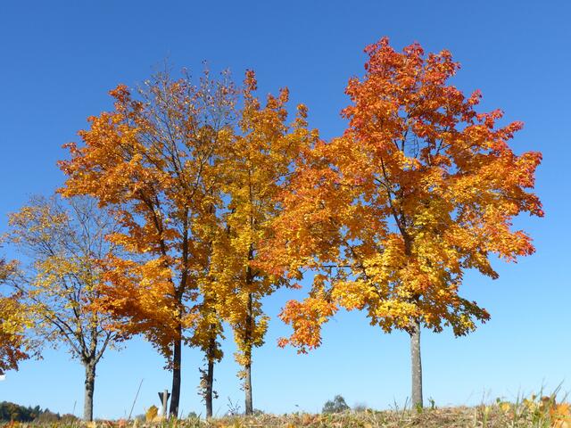 Ahorn in Herbstfarben