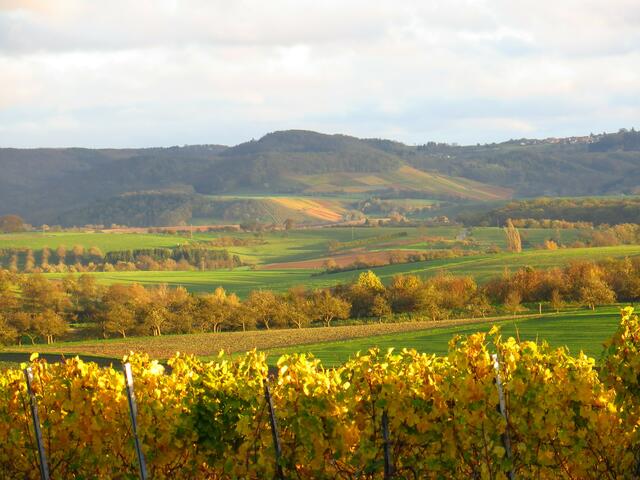 Hohenloher Gold 1