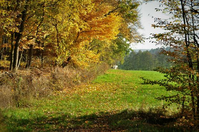 Waldrand bei Niederhofen