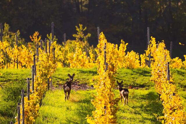 Rehe in den Weinbergen