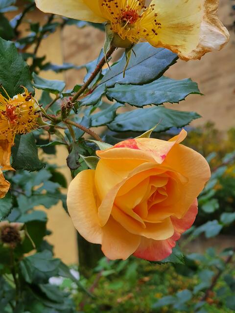 Die letzte gelbe Rose in Leingarten