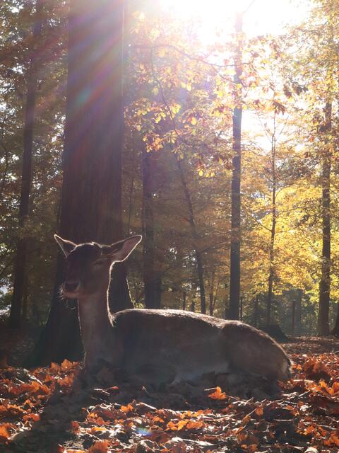Ausruhen im Herbstlaub