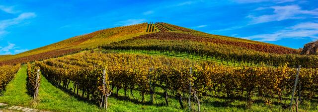 Herbst 2021 in den Heilbronner Weinbergen