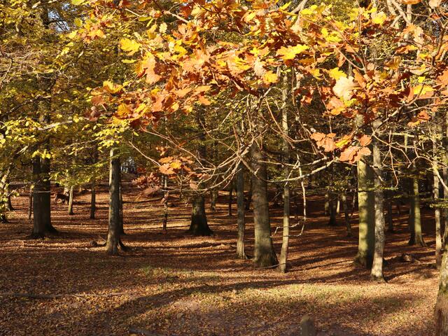 Herbstsonne im Wald