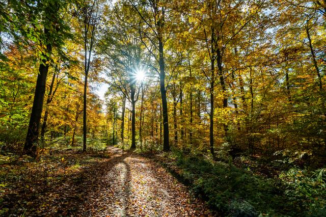 Sonne und Herbst