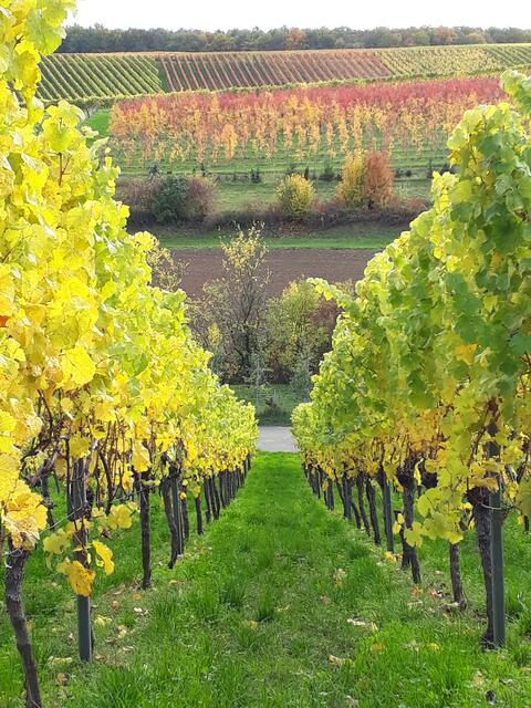 Neipperger Wengertzeile