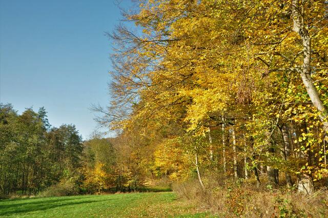 Buchenwald bei Niederhofen