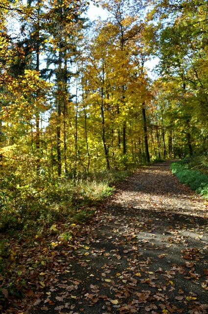 Herbst im Wald | Foto: Daniela Somers