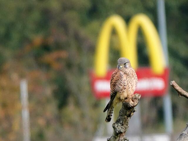 Ein hungriger Turmfalke sucht nach etwas fressbarem, beim Scheurachshof zwischen Ingelfingen und Künzelsau
