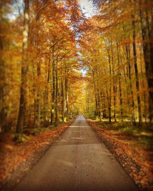 Herbststimmung