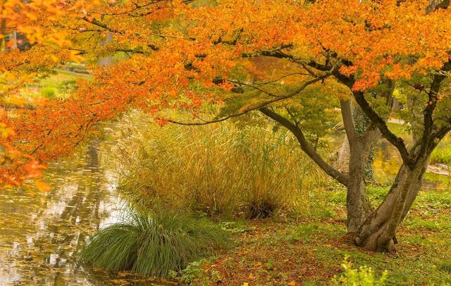 Hofgarten Öhringen im Herbst