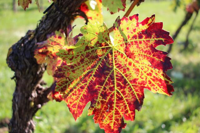 Weinlaub