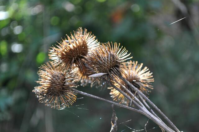 Kletten im Sonnenlicht | Foto: Daniela Somers