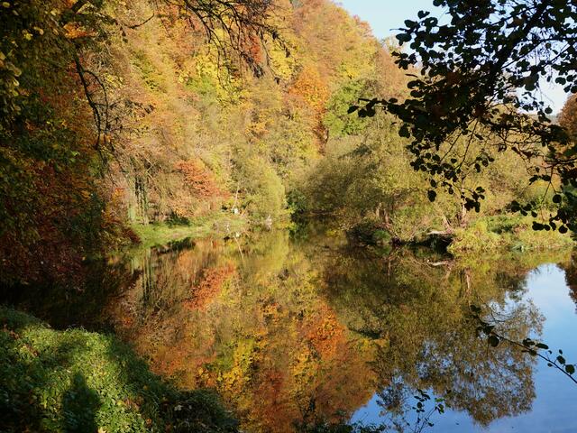 Die Spiegelung im Wasser leuchtet noch mehr als das Original. Am Kocher in Künzelsau.