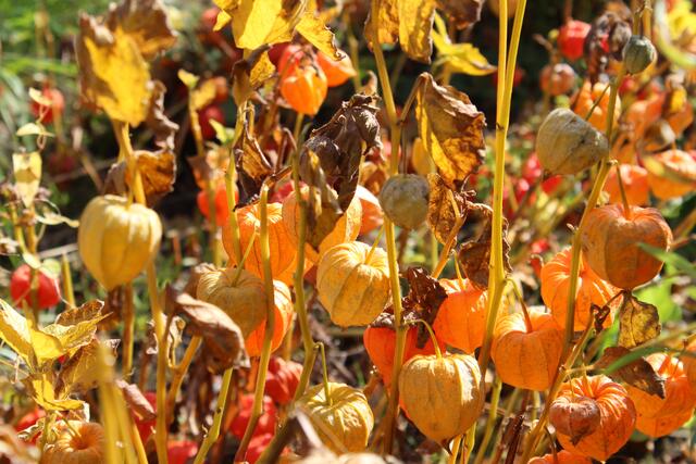 Lampionblumen