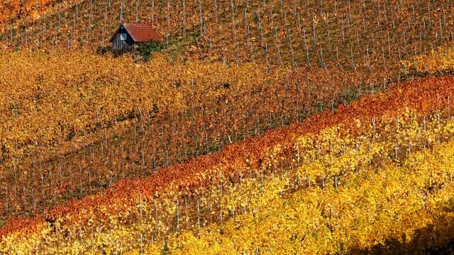 Weinberghäuschen