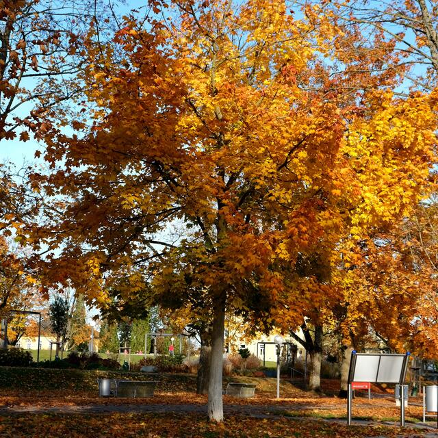 Der goldene Baum.