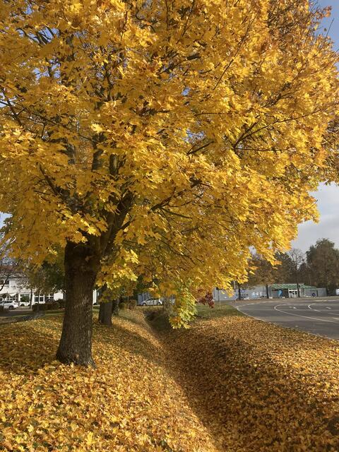 Goldener Oktober