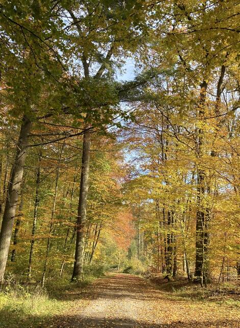 Herbstwald