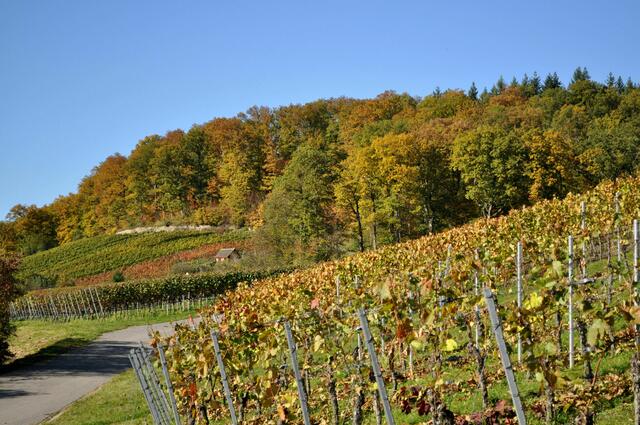 Herbstfarben | Foto: Daniela Somers