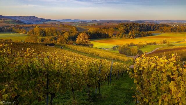 Die ersten Sonnenstrahlen im Weinberg oberhalb Adolzfurt
