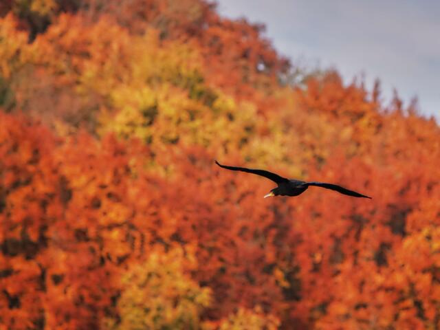 Kormoran über dem Kocher in Künzelsau