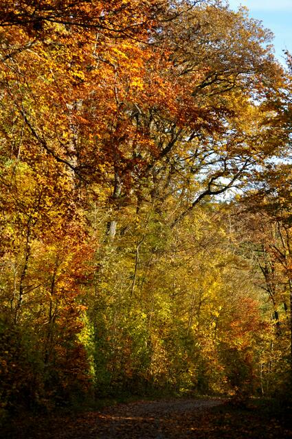 Herbstfarbenpracht im Wald