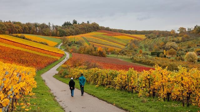 Der Herbst oberhalb Obersulm