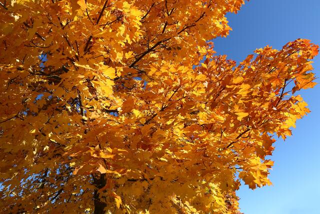 „goldener Blick“ in den Himmel