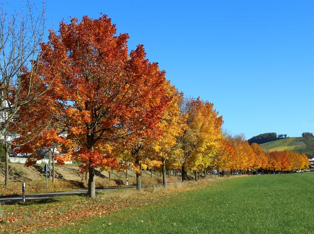 herbstliche Allee nach Bretzfeld