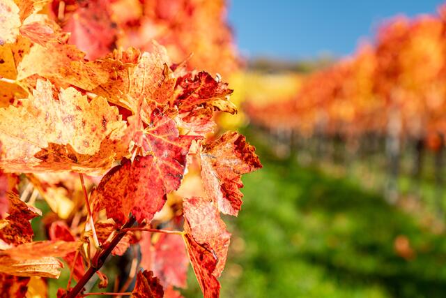 Herbst im Weinberg