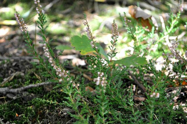 Heidekraut im Wald entdeckt | Foto: Daniela Somers