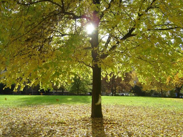 Ulme im Herbstkleid am Heilbronner Friedensplatz