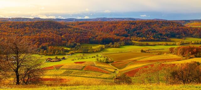 Der Weinberg oberhalb Geddelsbach - jedes Jahr wieder beeindruckend