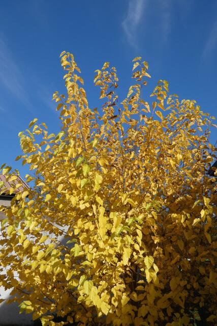 Der Baum mit den goldenen Blättern (Maulbeerbaum)