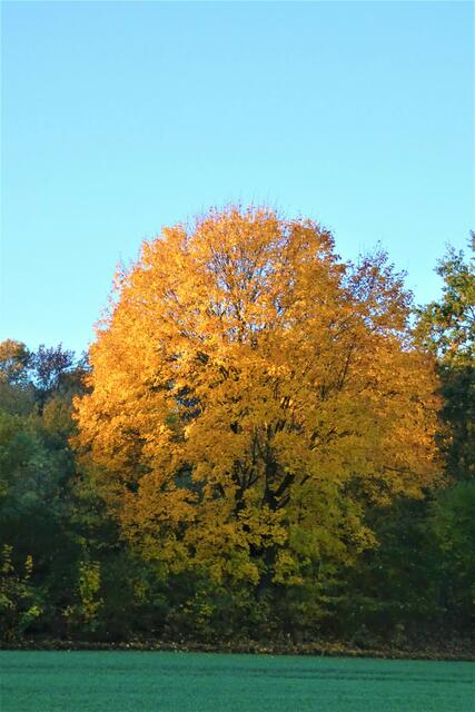 Am Waldrand im Oktober