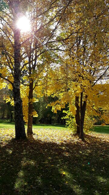 Goldene Blätter und Nachmittagssonne