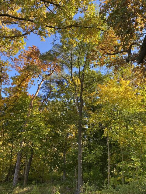 Herbstliches Farbenspiel