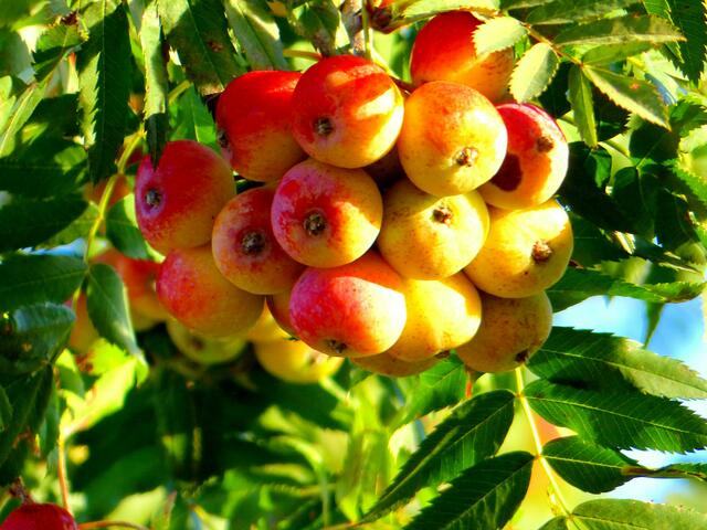 Speierlingfrucht