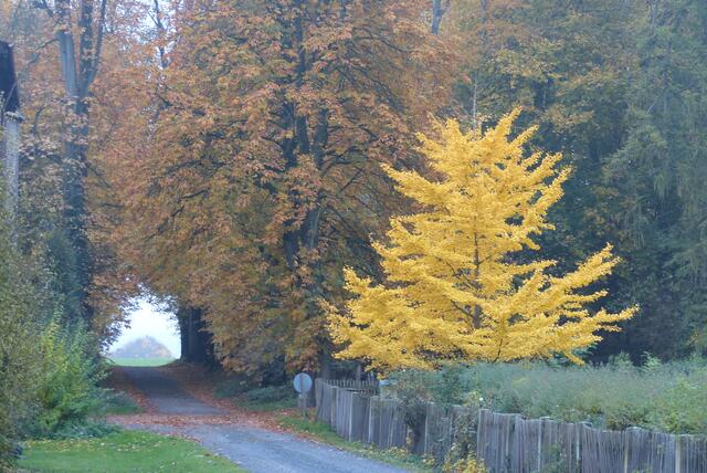 Ginkobaum im Herbst