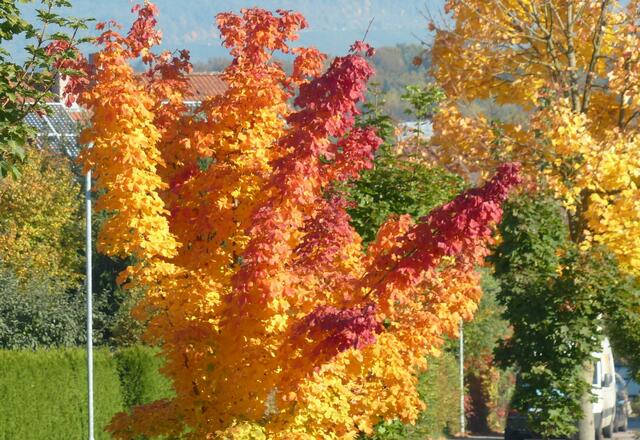 Der Herbst wird expressionistisch