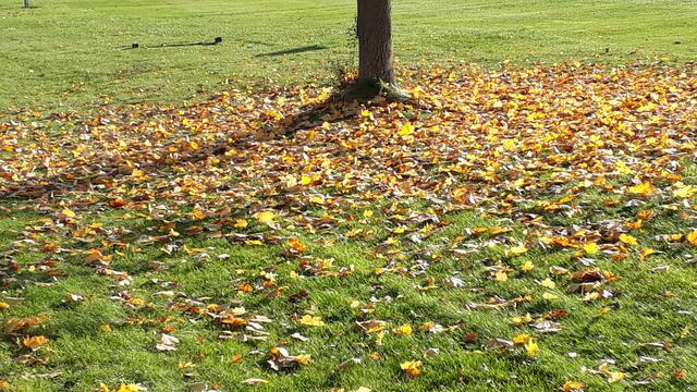 lauter Gold auf der Wiese