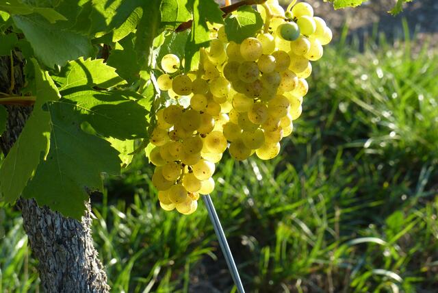 Goldene Trauben für goldenen Wein